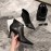 Celine New Sheepskin Pointed High Heel Boots For Women Black