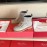 Roger Vivier Fashion Square Crystal Buckle Cowhide Short Boots For Women Gray